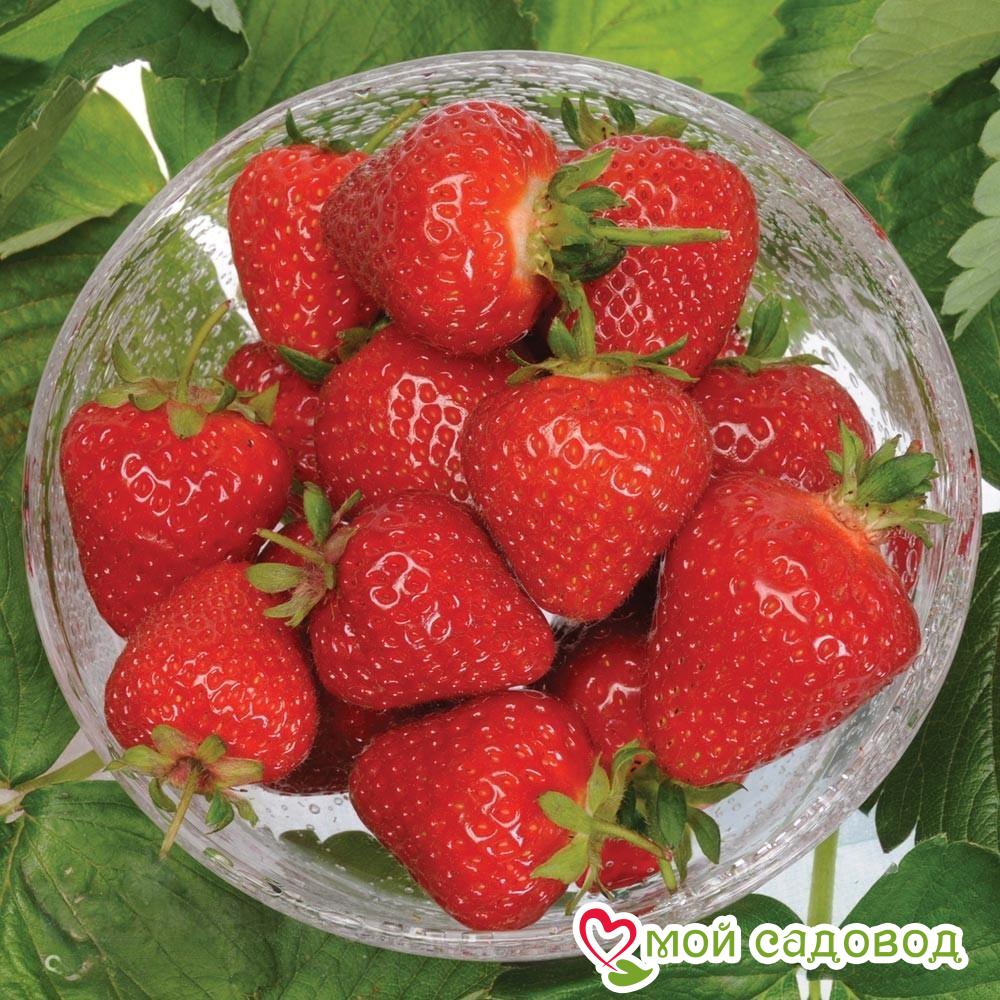 Клубника Молинг пандора