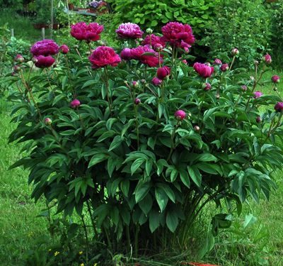 Пион Мсье Мартин Каюзак