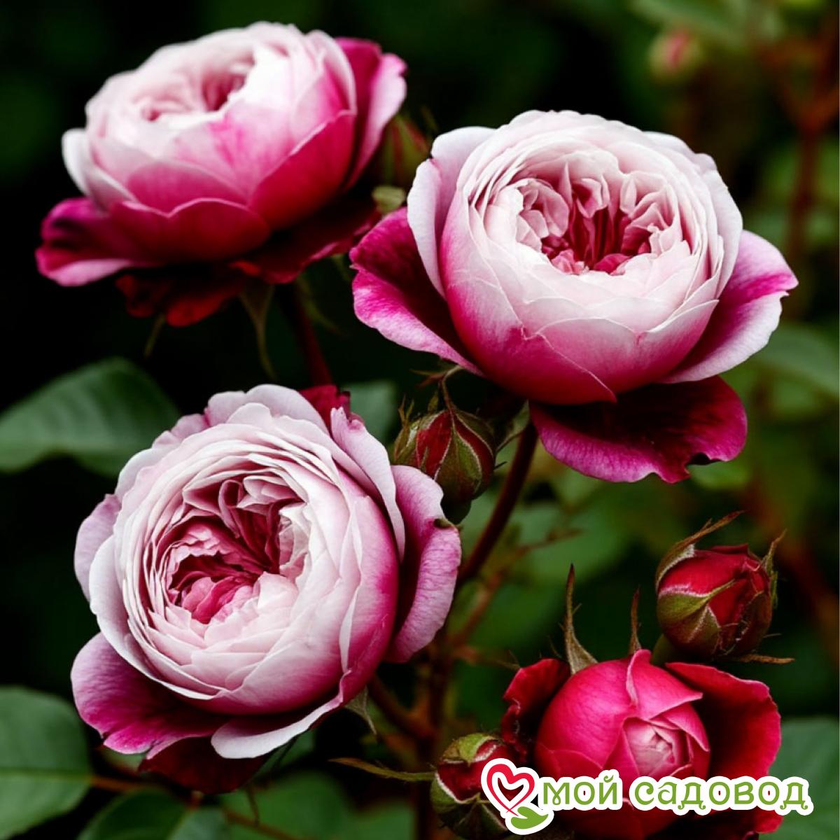 Новини Розы 2026!