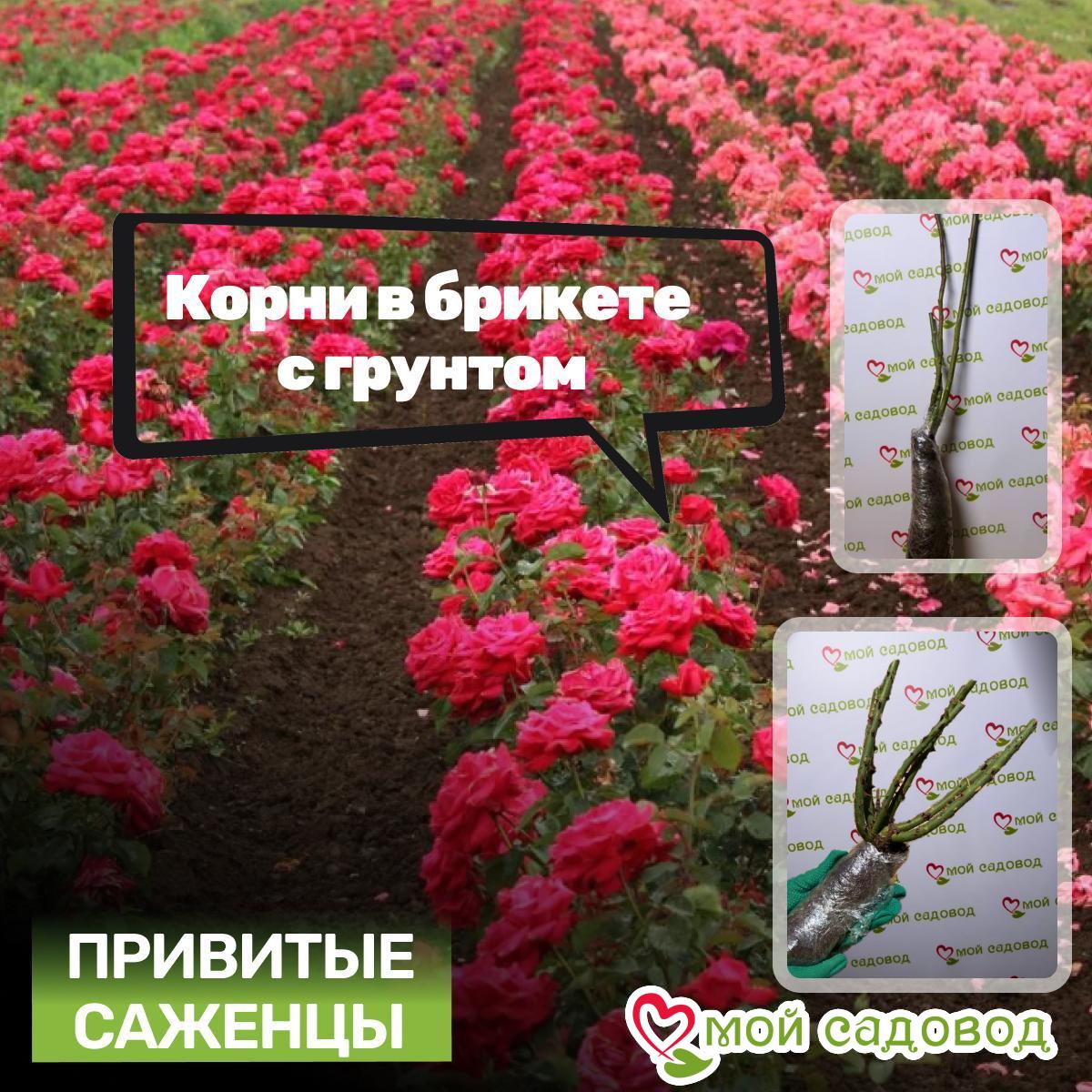 Роза Чайно-Гибридная Ред Вейл